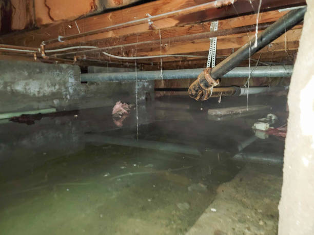 Best Mold removal after water damage  in Utica, MI